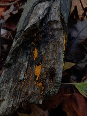 Dacrymyces capitatus