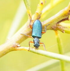 Phlogistus cribratus