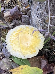 Amanita wellsii