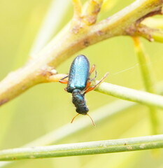 Phlogistus cribratus