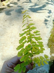 Adiantum concinnum