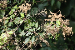Mallotus repandus