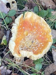 Amanita wellsii
