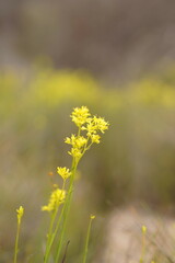 Glischrocaryon behrii