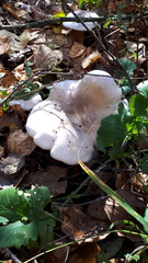 Clitocybe