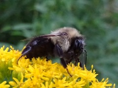 Bombus impatiens
