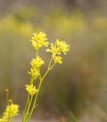 Glischrocaryon behrii