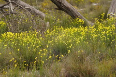 Glischrocaryon behrii