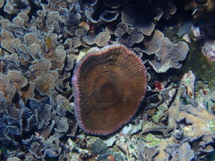 Fungia fungites