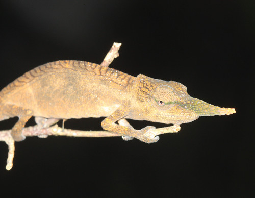 Calumma gallus