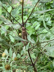Patanga japonica