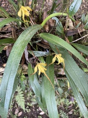 Maxillaria lepidota