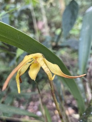 Maxillaria lepidota