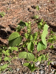 Acalypha ostryifolia