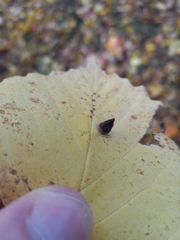 Hormaphis hamamelidis