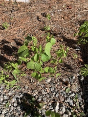 Acalypha ostryifolia