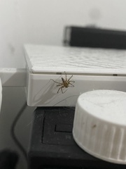 Oxyopes gracilipes
