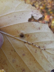 Hormaphis hamamelidis