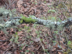 Sceloporus formosus