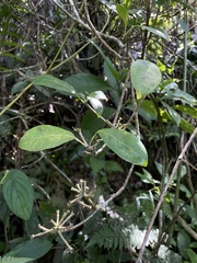 Dendropanax laurifolius