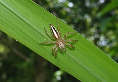 Telamonia