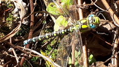 Aeshna cyanea
