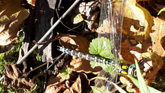 Aeshna cyanea
