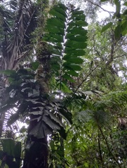 Iriartea deltoidea