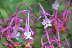 Epidendrum porphyreum