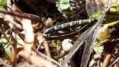 Aeshna cyanea
