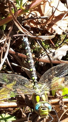 Aeshna cyanea