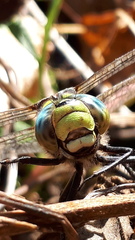 Aeshna cyanea