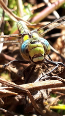 Aeshna cyanea