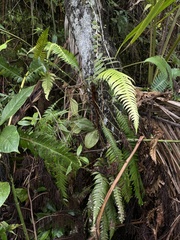 Blechnum fragile
