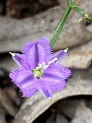 Thysanotus
