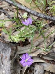Thysanotus