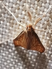 Antigastra catalaunalis