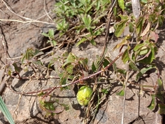 Passiflora karwinskii