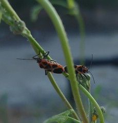 Tropidothorax sternalis