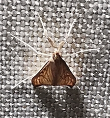 Antigastra catalaunalis