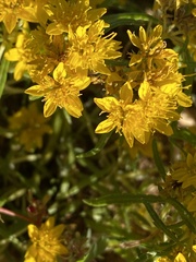 Pectis angustifolia