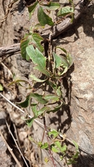 Passiflora karwinskii
