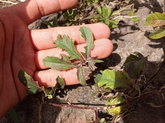 Passiflora karwinskii