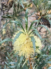Banksia formosa