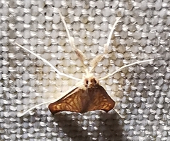 Antigastra catalaunalis