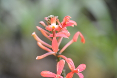 Epidendrum tulcanense