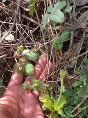 Passiflora karwinskii