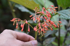 Epidendrum spathatum