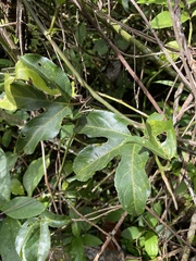 Passiflora edulis