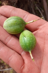 Passiflora karwinskii